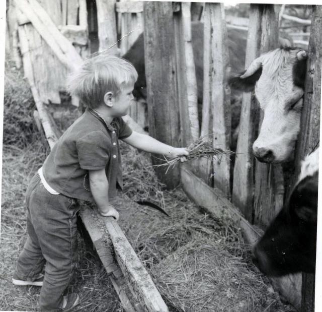 Andrea age 3 with cows, Santaquin